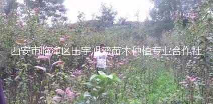 供應(yīng)紅肉蘋果樹苗西安果樹苗木種植苗圃瑞士紅肉蘋果瑞士紅*愛