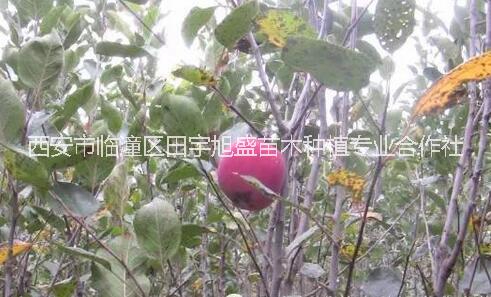 紅肉蘋果瑞士紅肉蘋果瑞士紅*愛(ài)蘋果西安果樹(shù)苗木種植苗圃