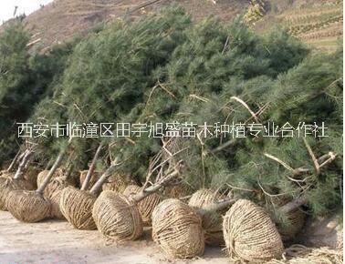 優(yōu)質白皮松樹苗*供應白皮松樹苗西安果樹苗木種植苗圃