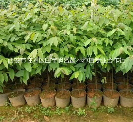 七葉樹樹苗*供應(yīng)七葉樹樹苗西安果樹苗木種植苗圃優(yōu)質(zhì)七葉樹樹苗