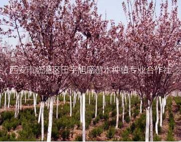 西安果樹苗木種植 紅葉李樹苗*供應(yīng)紅葉李樹苗