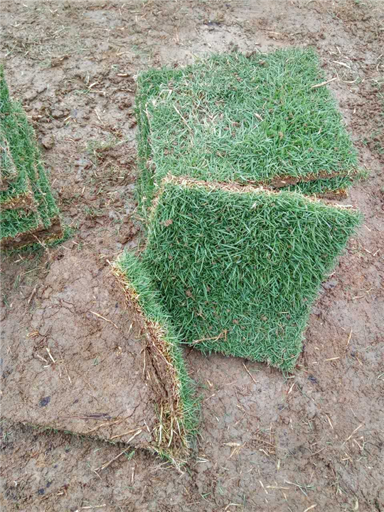 臺灣草多少錢一方 臺灣草草皮 優(yōu)質(zhì)草皮供應(yīng) 臺灣草皮供應(yīng)哪家好