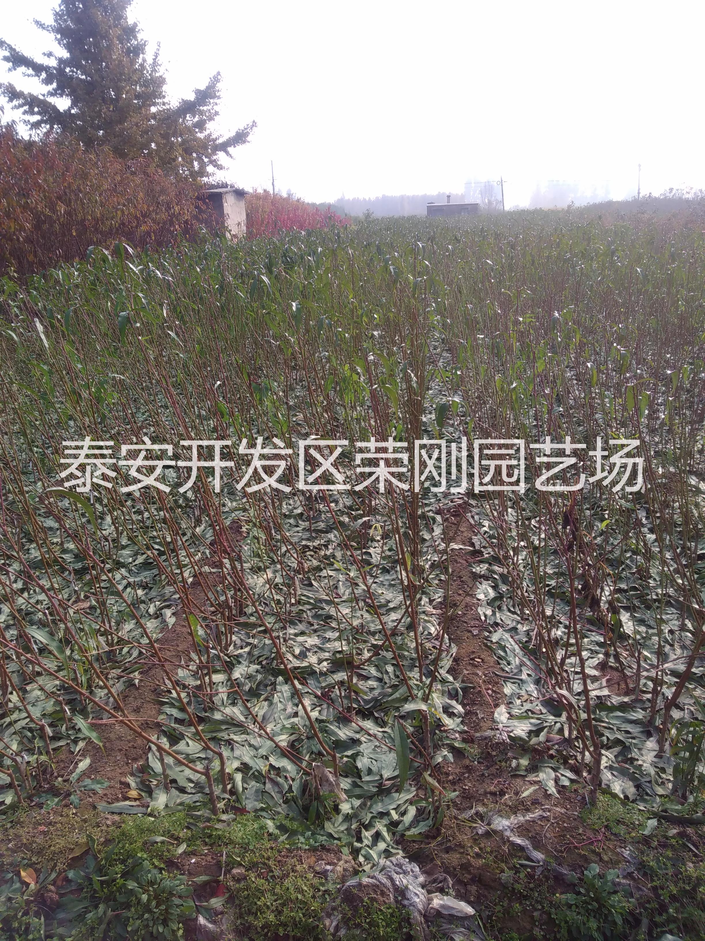 春雪桃樹苗
