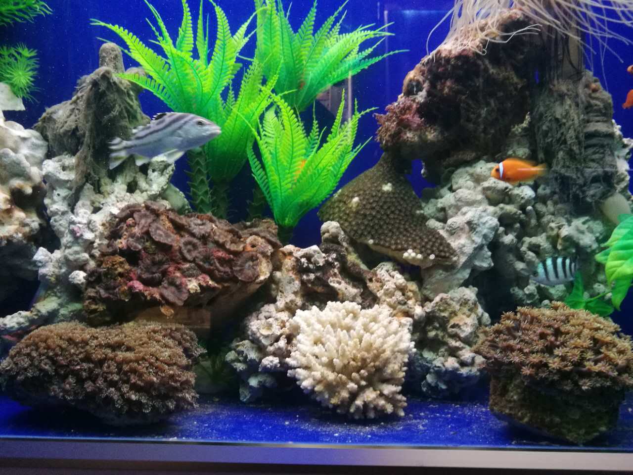 海洋生物展租賃 海洋生物批發(fā)價格公道 山東成誠海洋生物展租賃