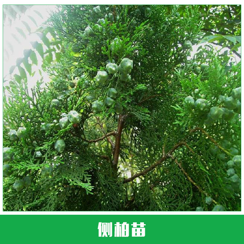 側(cè)柏苗供應(yīng)  側(cè)柏苗 側(cè)柏樹(shù)苗 優(yōu)質(zhì)側(cè)柏 扁柏 荒山造林綠化 歡迎來(lái)電訂購(gòu)