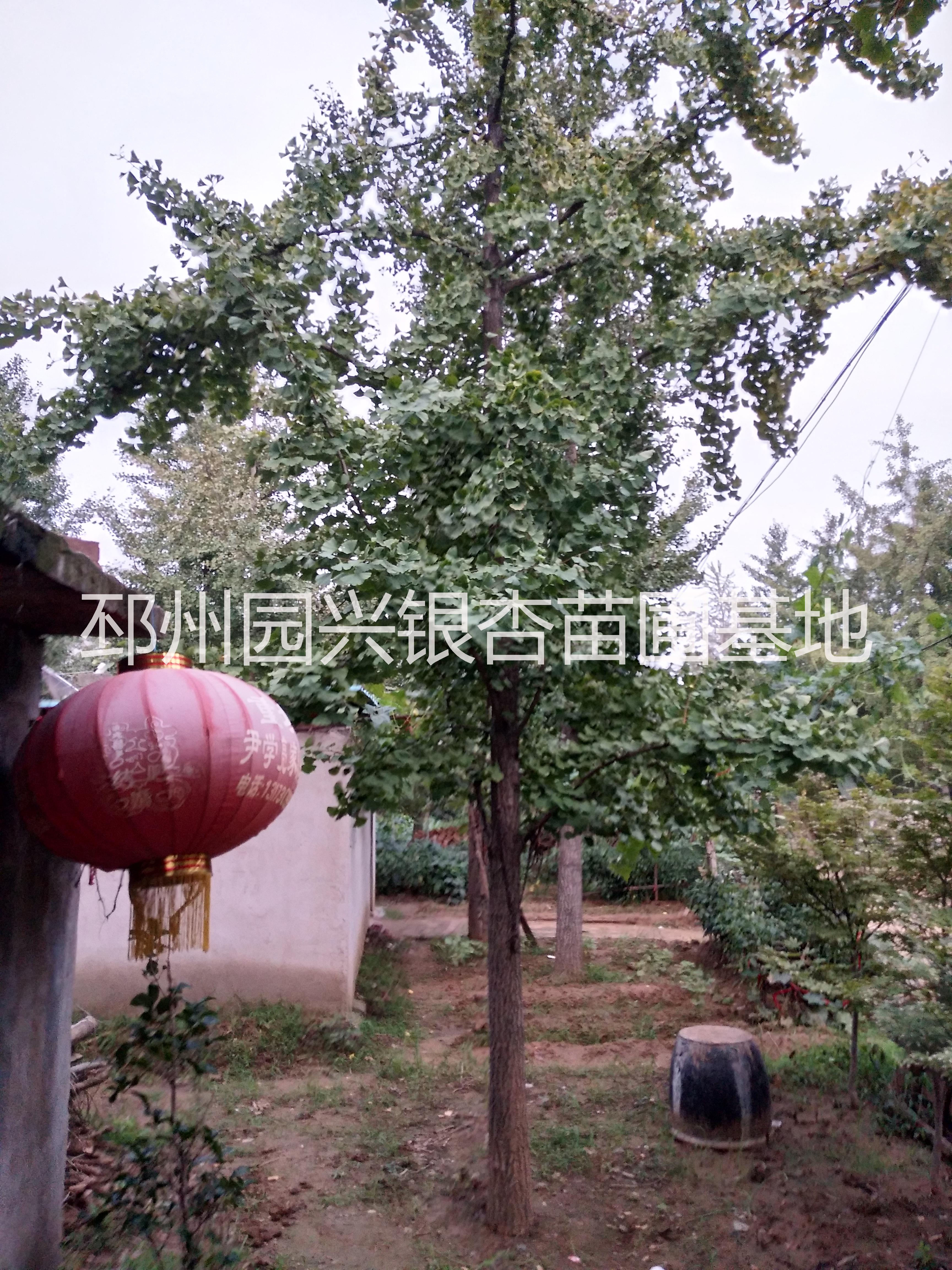 邳州產(chǎn)地銀杏直銷