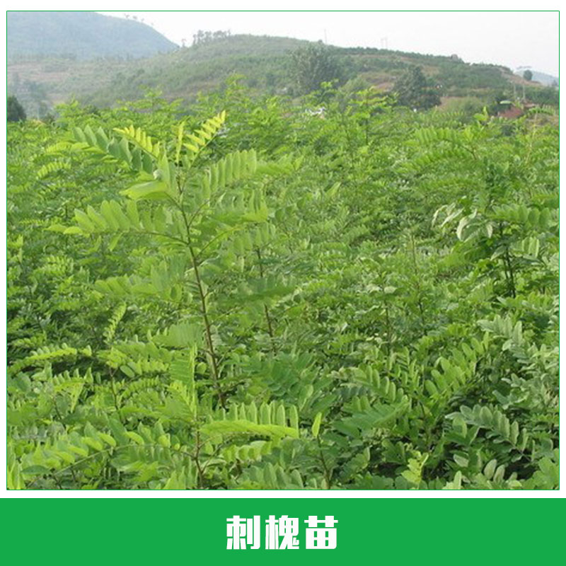 刺槐苗批發(fā) 優(yōu)質(zhì)刺槐 香花槐 龍爪槐樹苗 刺槐樹 綠化苗木 規(guī)格齊全 歡迎來電咨詢