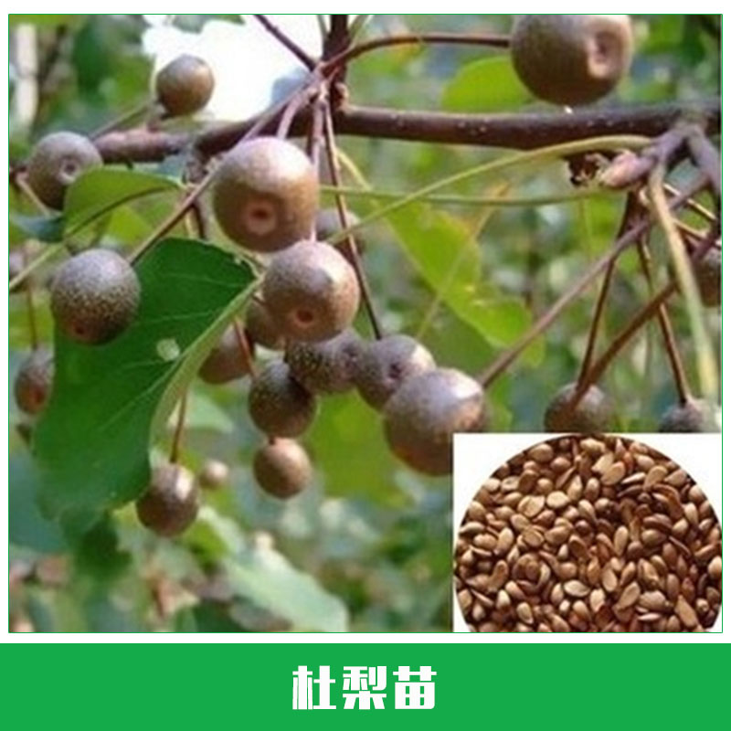 杜梨苗出售 杜梨小苗 梨樹成苗 高成活率嫁接梨樹 原生 優(yōu)質(zhì)樹苗 杜梨新品種 歡迎來電咨詢