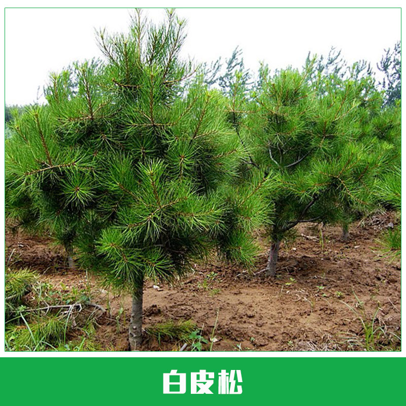 白皮松 優(yōu)質(zhì)白皮松 規(guī)格齊全 小苗批發(fā) 白皮松基地 量大優(yōu)惠 歡迎來(lái)電訂購(gòu)