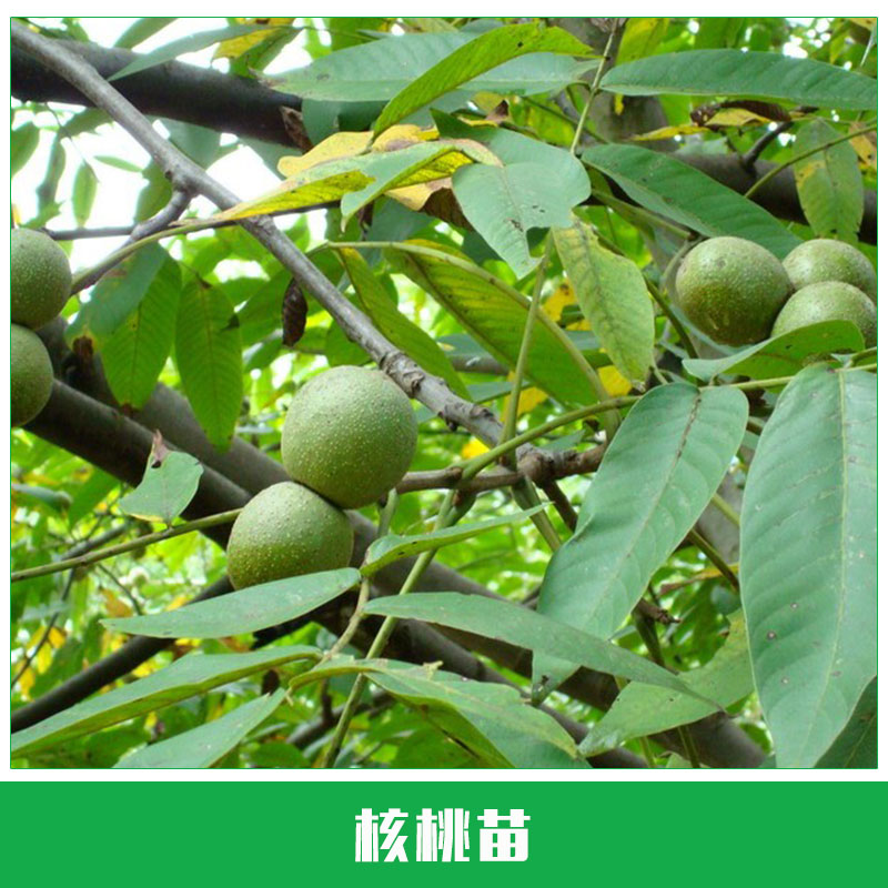 核桃苗栽培 果樹 果苗 薄殼 嫁接果樹 核桃樹苗嫁接苗 歡迎來電咨詢