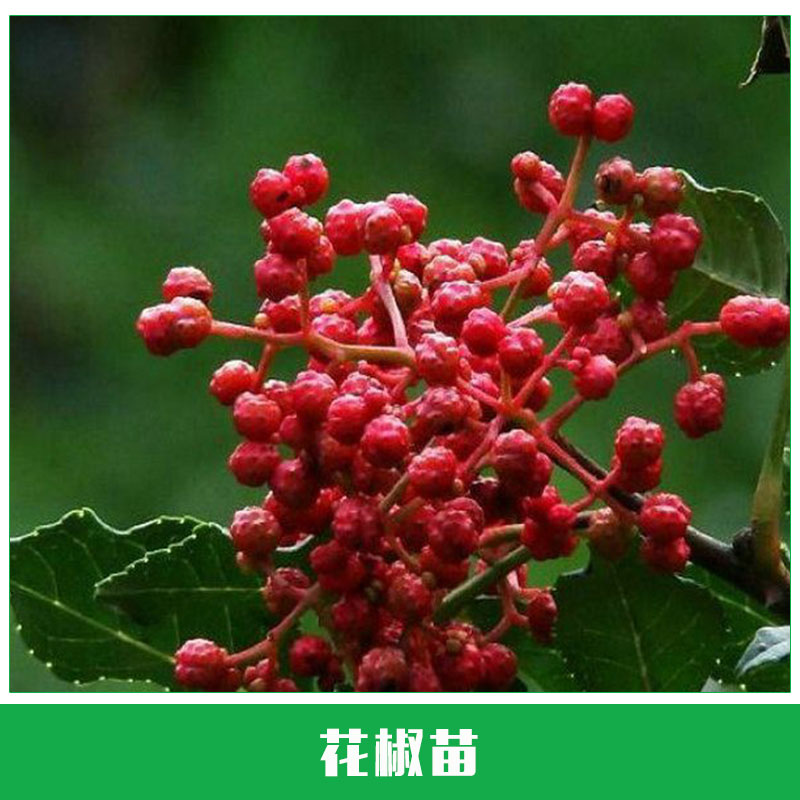 花椒苗栽培 大紅袍花椒樹苗 麻辣花椒苗 花椒大苗當(dāng)年結(jié)果 歡迎來電訂購