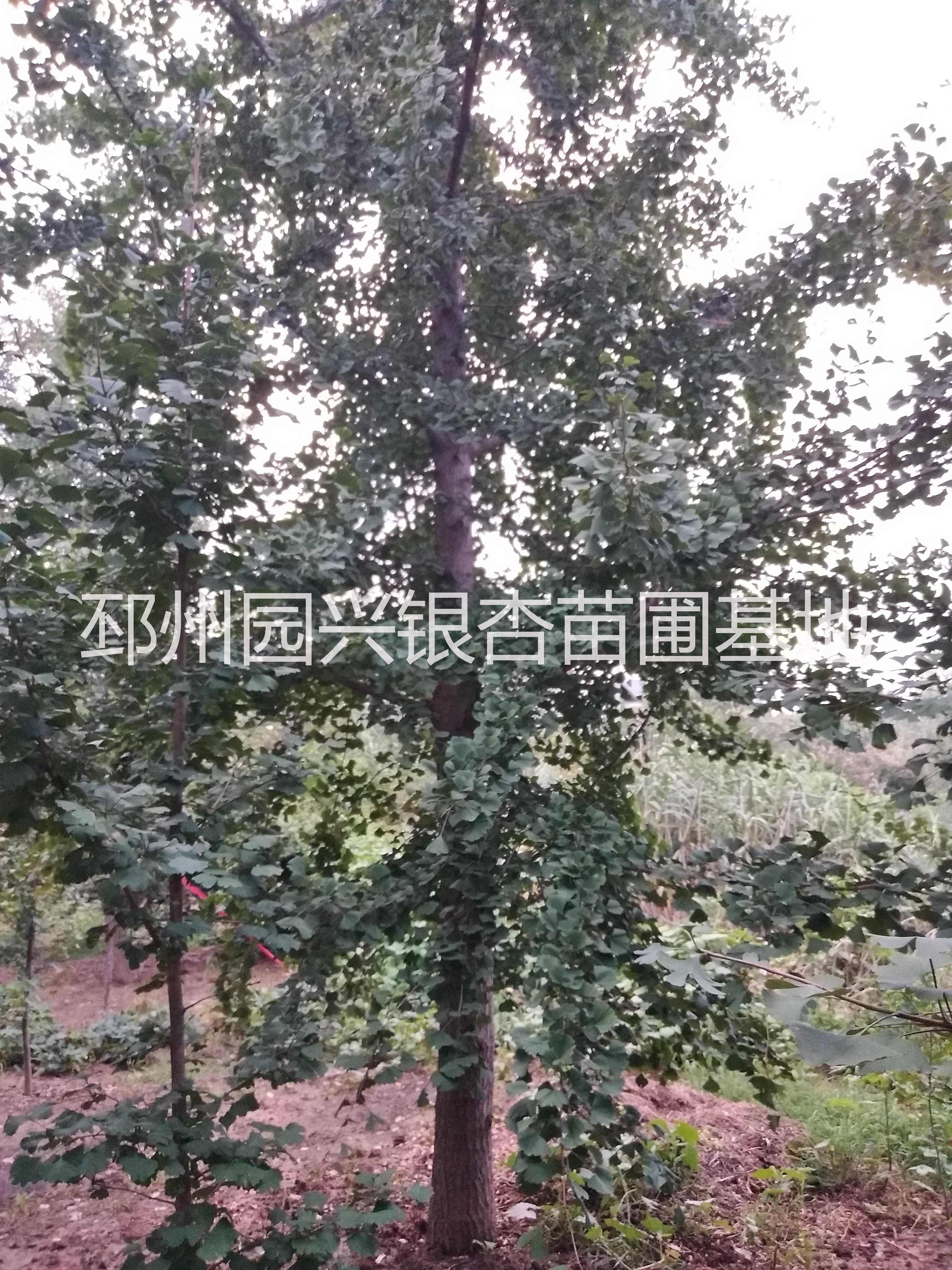 邳州產(chǎn)地銀杏直銷