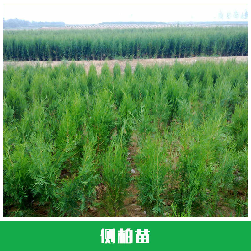 側(cè)柏苗銷售 優(yōu)質(zhì)側(cè)柏 扁柏 側(cè)柏苗 側(cè)柏樹苗 荒山造林綠化 廠家直銷