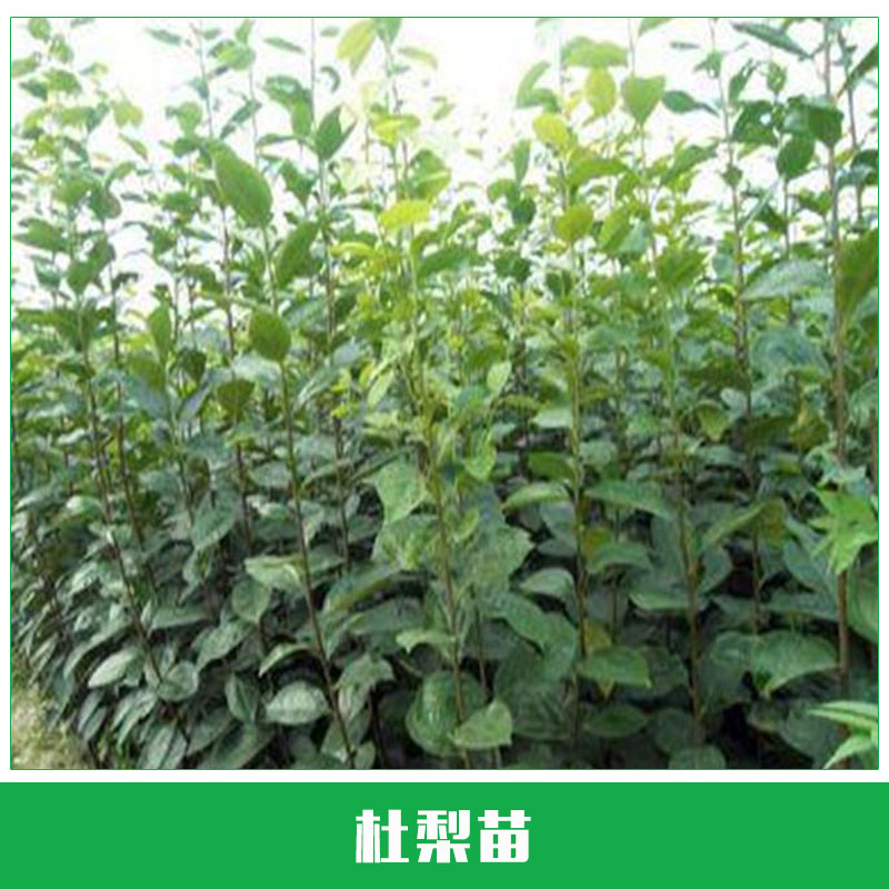 杜梨苗出售 杜梨小苗 梨樹成苗 高成活率嫁接梨樹 原生 優(yōu)質(zhì)樹苗 杜梨新品種 歡迎來電咨詢