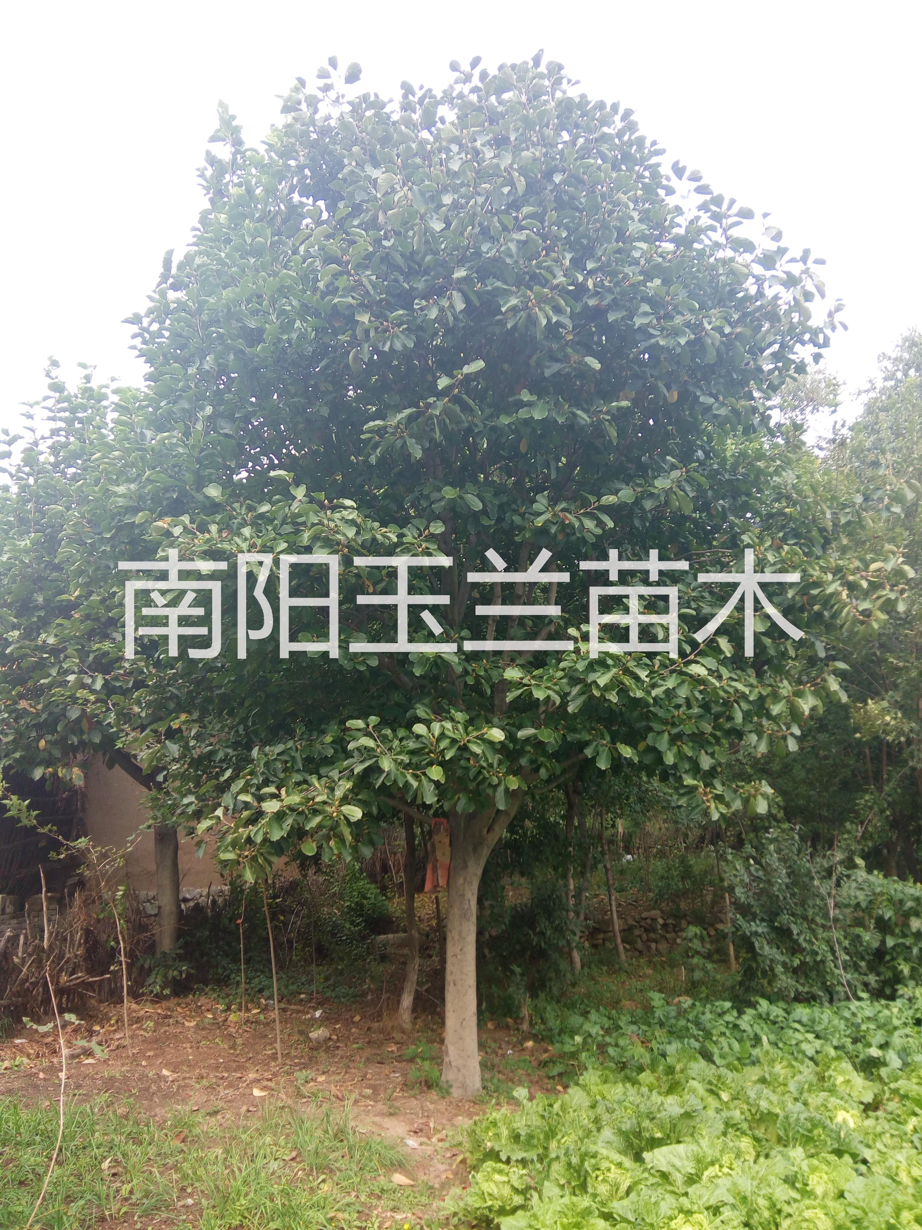 南陽(yáng)南召縣廣玉蘭苗木
