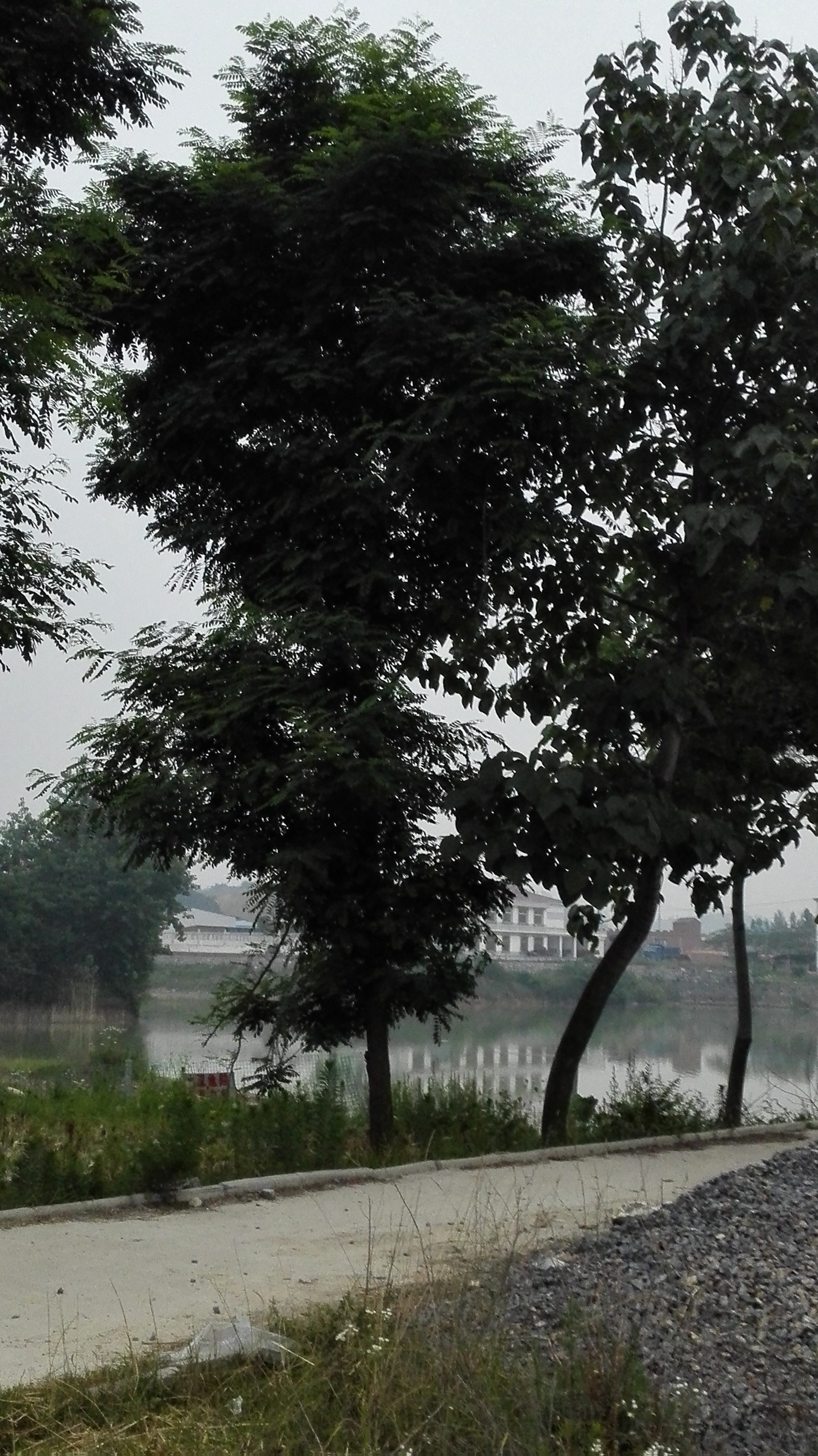 速生刺槐、蕭縣刺槐