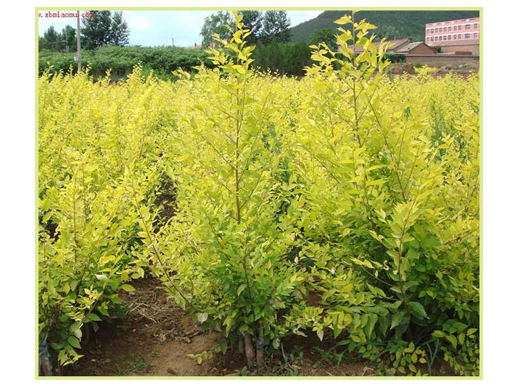 高接矮接金葉榆-苗木種植基地批發(fā)報價供應(yīng)