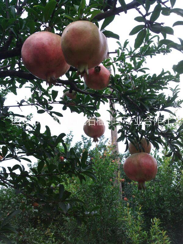 陜西西安臨潼軟籽石榴苗銷售基地