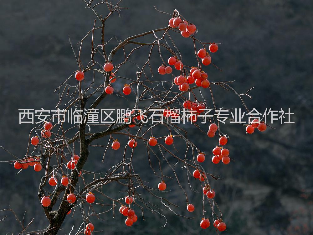 陜西西安臨潼柿子苗批發(fā)基地，火晶柿子苗