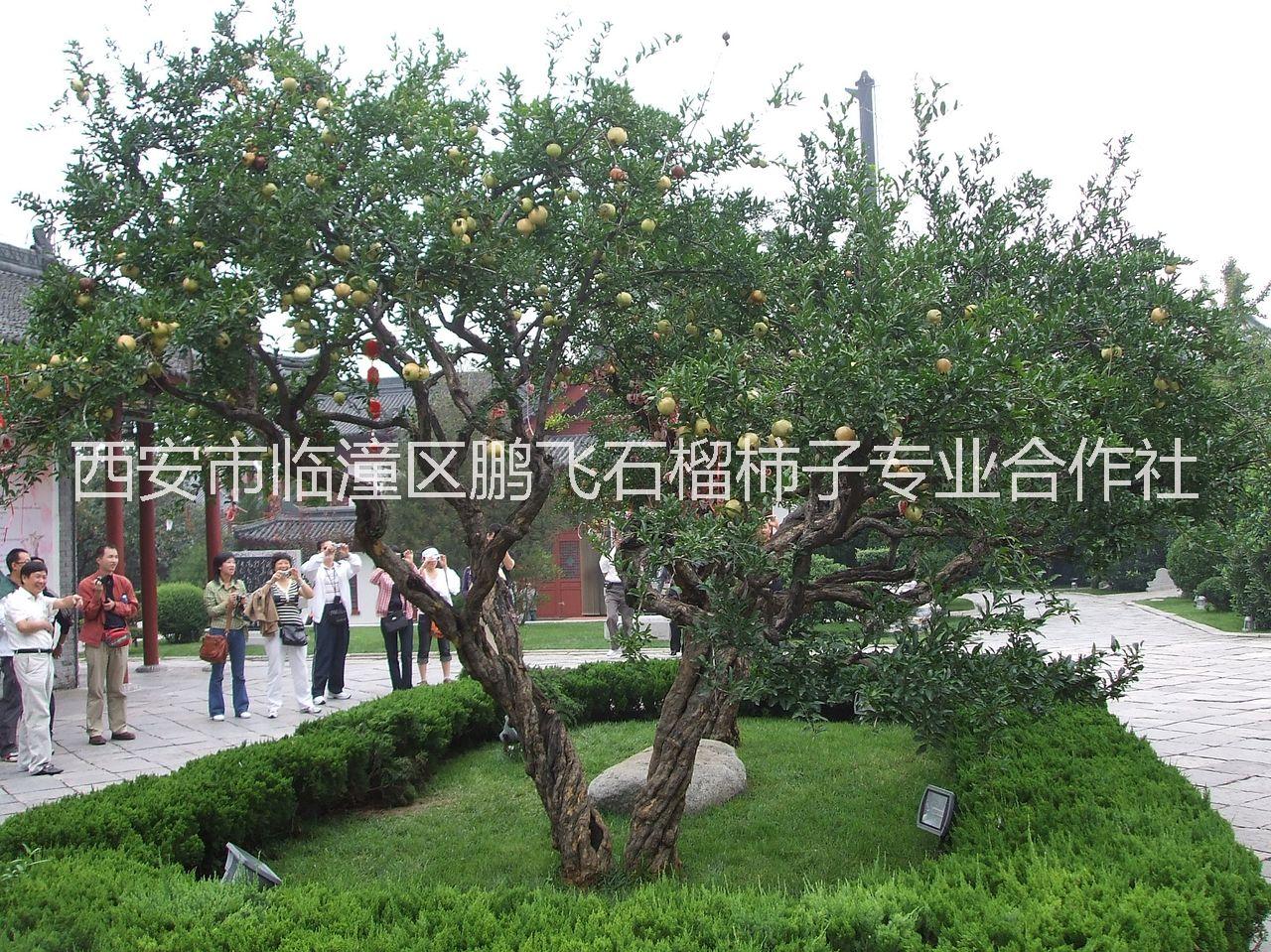 陜西石榴樹批發(fā)，陜西石榴樹基地，陜西石榴樹價格，西安石榴樹批發(fā)價格