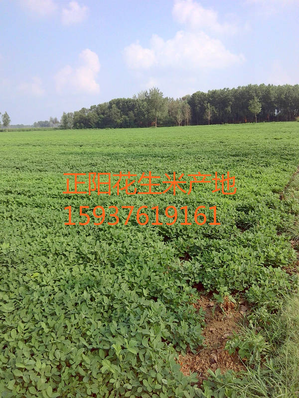 8個(gè)精選花生米廠家