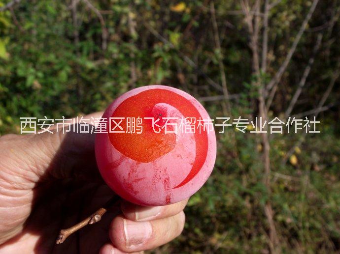 陜西西安臨潼柿子苗批發(fā)基地，火晶柿子苗