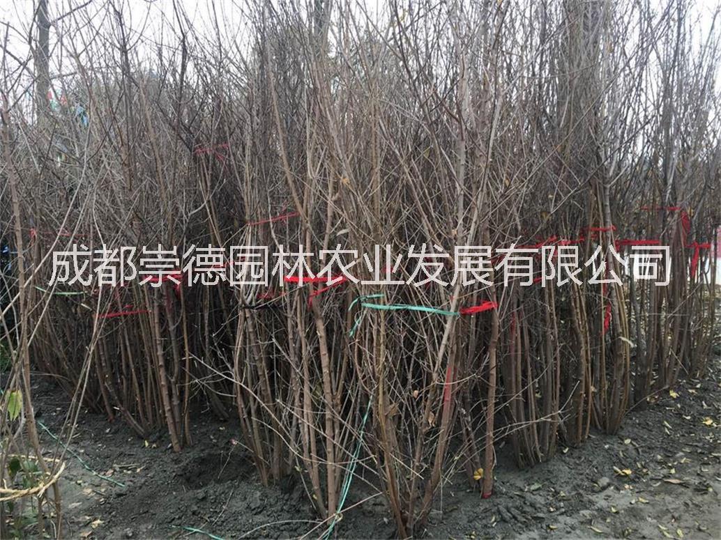 成都*臘梅籠子價(jià)格低