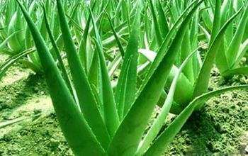 化妝品OEM廠家：水光針的奧秘！化妝品OEM，化妝品廠家，水光針