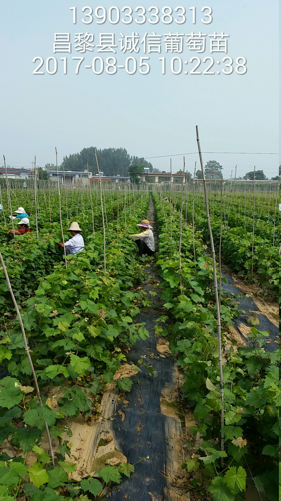 晨香葡萄苗 晨香葡萄苗價(jià)格