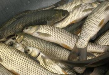 宿城區(qū)鯉魚養(yǎng)殖銷售   草魚養(yǎng)殖