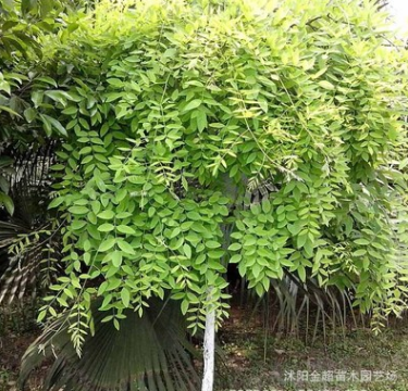 龍爪槐樹苗批發(fā) 綠化工程苗 盤槐樹苗 規(guī)格全 園林庭院觀賞造型樹