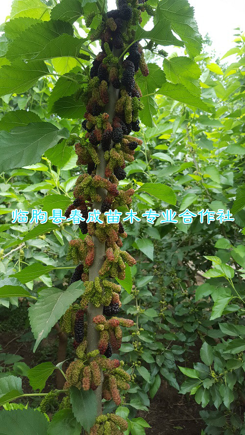 供應(yīng)果桑新品種