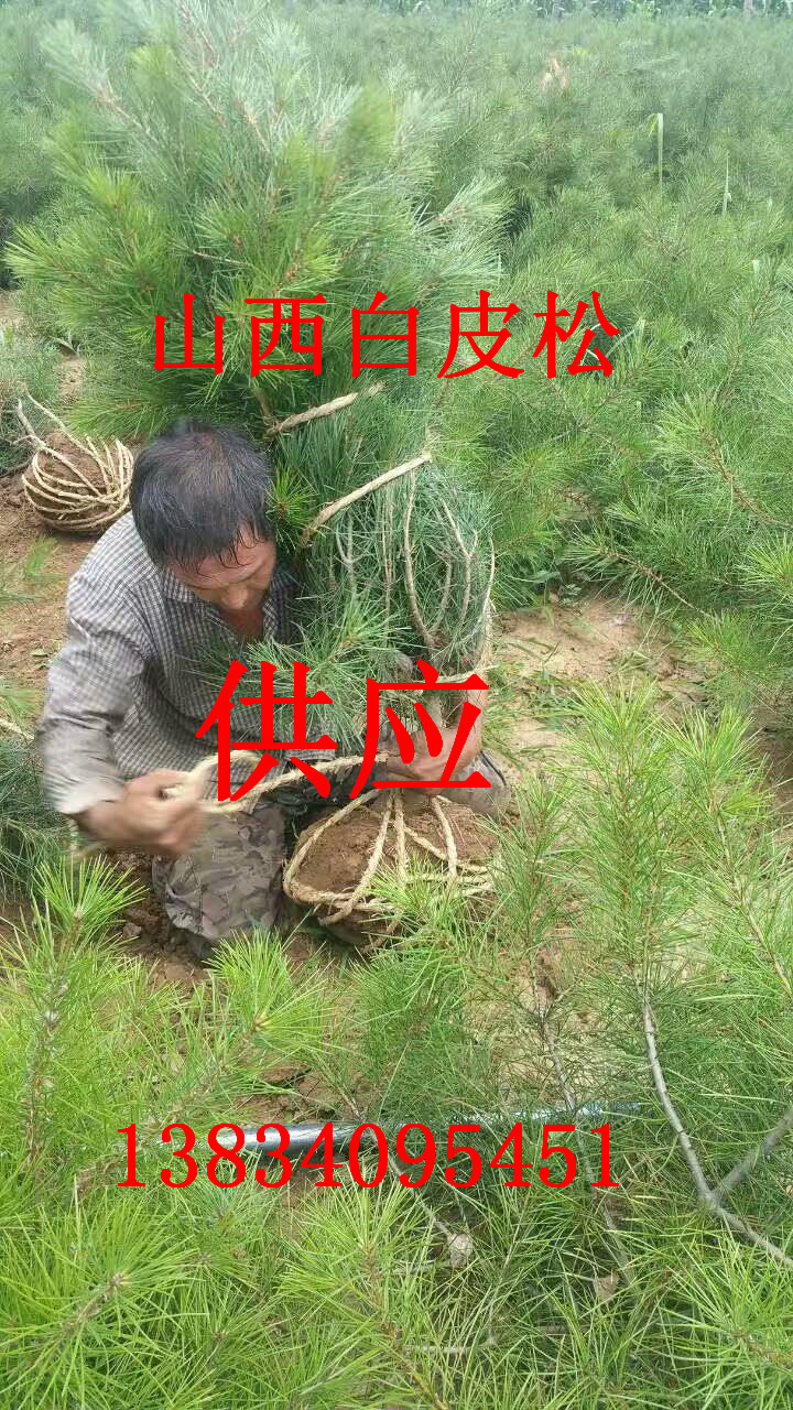 供應(yīng)30到80公分營(yíng)養(yǎng)缽白皮松、白皮松價(jià)格 山西營(yíng)養(yǎng)缽白皮松樹(shù)苗 50公分到1.5米白皮松