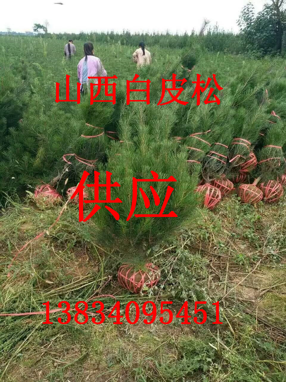 供應(yīng)30到80公分營(yíng)養(yǎng)缽白皮松、白皮松價(jià)格 山西營(yíng)養(yǎng)缽白皮松樹(shù)苗 50公分到1.5米白皮松