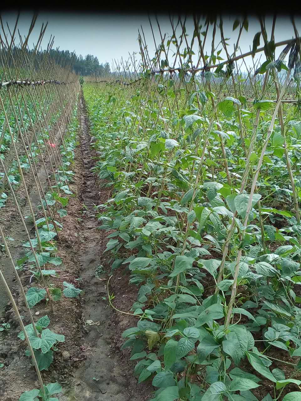 江蘇省玉米批發(fā)   玉米種植銷售