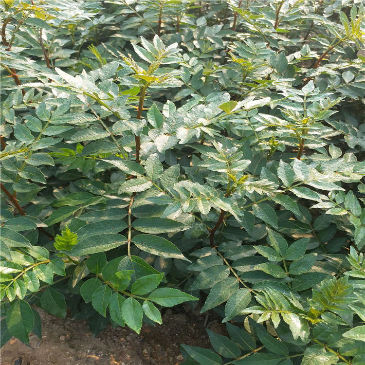 大紅袍花椒樹批發(fā)基地 無刺花椒樹 重慶求購花椒樹苗