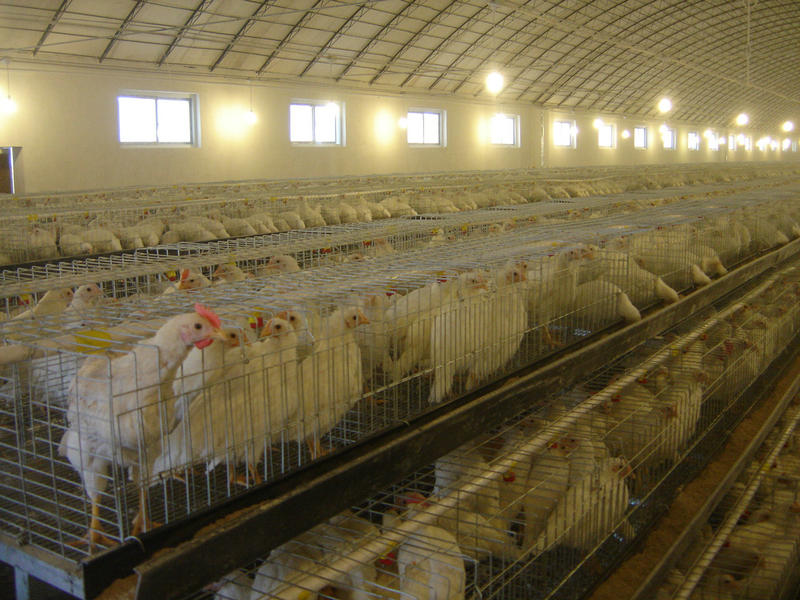 階梯式蛋雞設(shè)備廠家