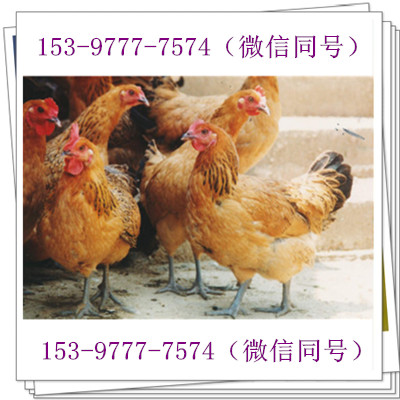資陽雞苗，資陽雞苗批發(fā)市場頸部