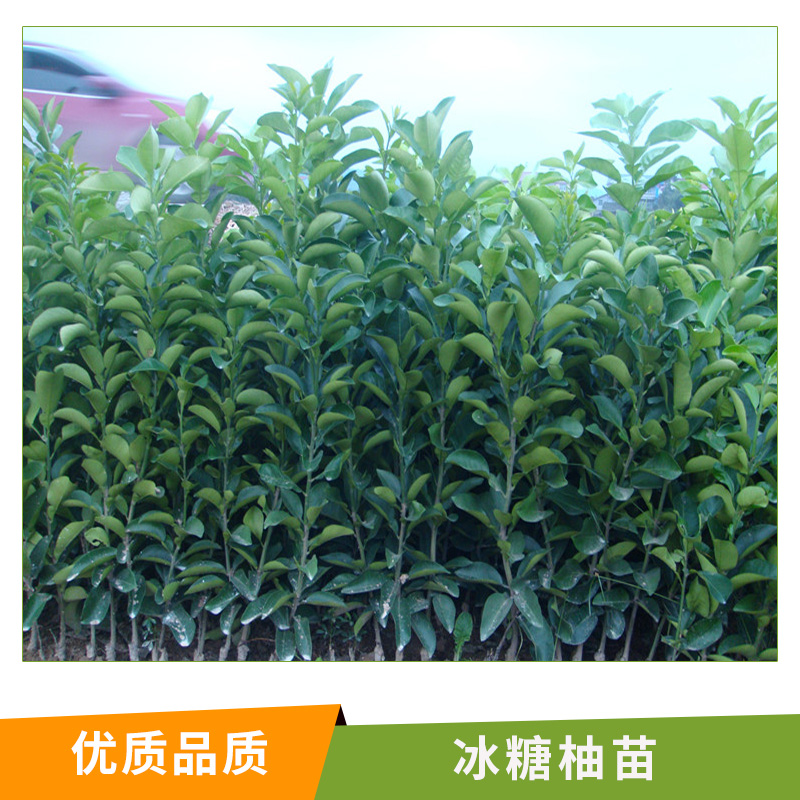 湖南 冰糖柚苗基地直銷批發(fā) 果樹苗 湖南果苗 柚子樹苗 臺(tái)灣青柚苗 葡萄柚苗