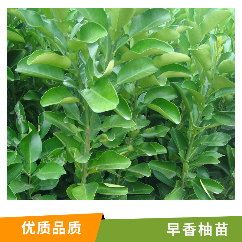湖南 早香柚苗基地批發(fā) 嫁接柚子樹 龍都早香柚 批發(fā)葡萄柚 地栽三紅蜜柚苗