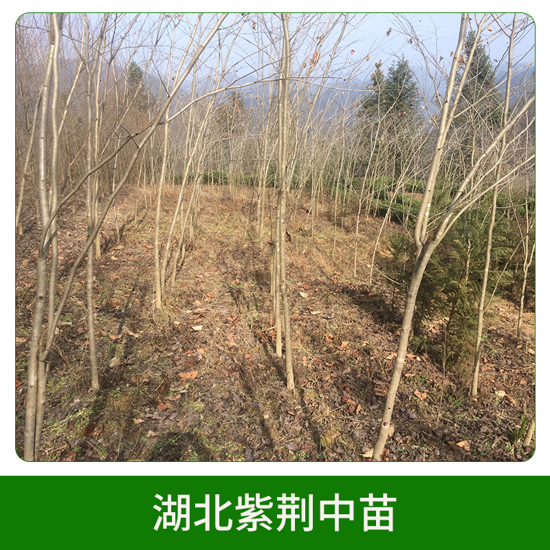 湖北紫荊中苗 紫荊樹(shù)苗 滿(mǎn)條紅大苗 紫荊苗 叢生紫荊 歡迎來(lái)電咨詢(xún)