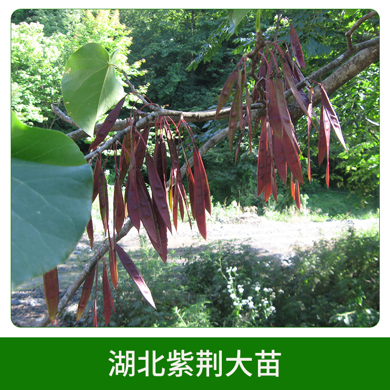 湖北紫荊大苗批發(fā) 紫荊苗 紫荊樹(shù)苗 滿條紅大苗 叢生紫荊 歡迎來(lái)電咨詢