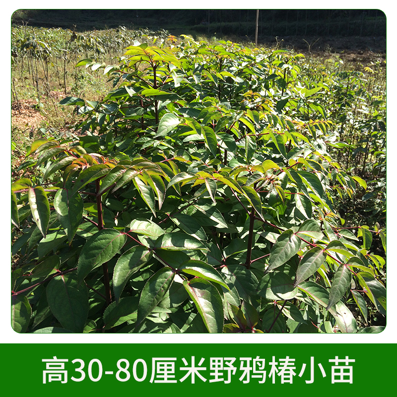 高30-80厘米野鴉椿小苗 *椿 落葉樹木 野鴉椿子 *椿種子 歡迎來電咨詢