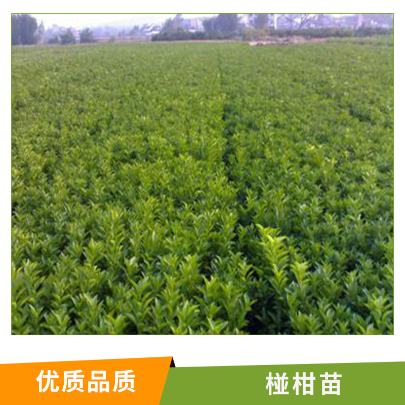 湖南 椪柑苗基地 批發(fā) 無(wú)核椪柑苗水果苗 蜜桔苗 特早熟柑桔苗