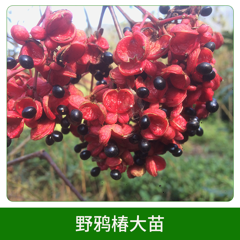 野鴉椿大苗 落葉樹木 野鴉椿子 *椿種子 *椿 歡迎來電訂購