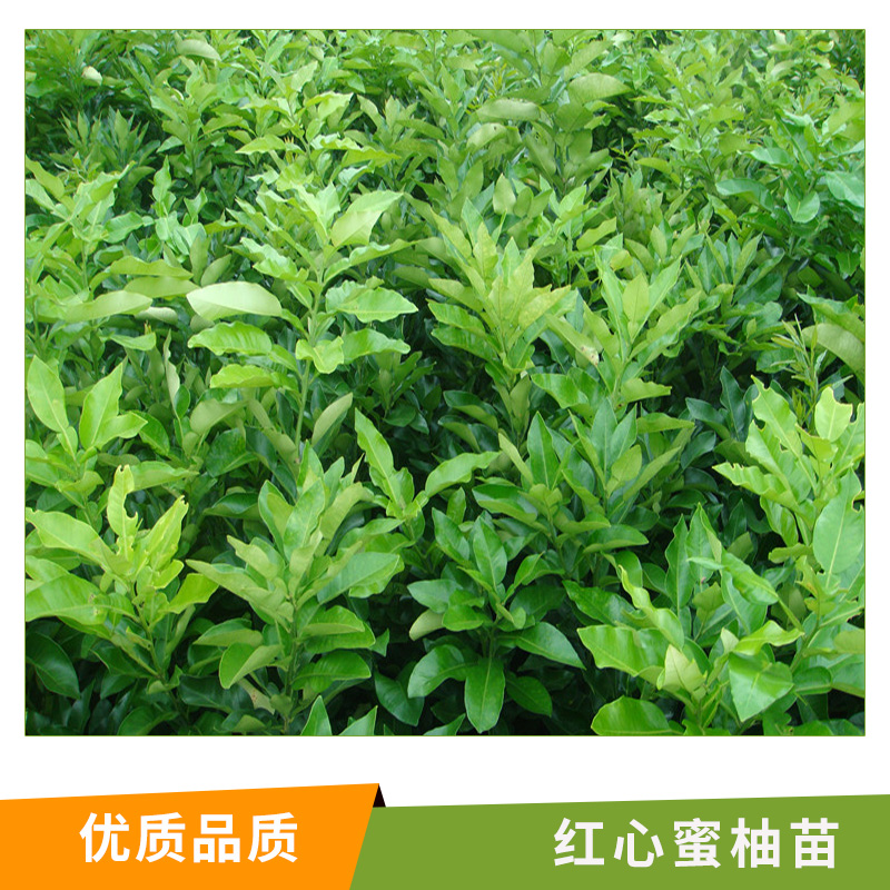 湖南 紅心蜜柚苗批發(fā) 南方果樹苗 蜜柚苗 掛果多 易管理 量大優(yōu)惠