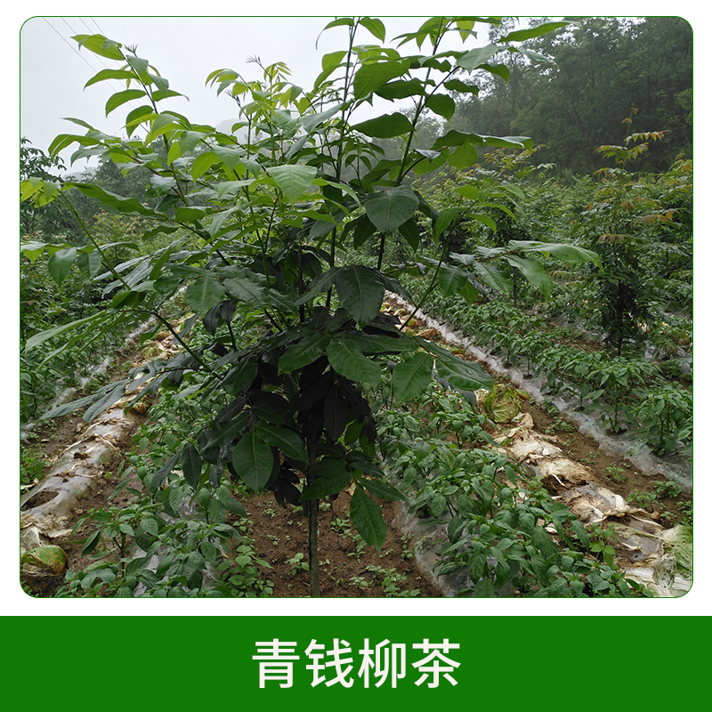 青錢(qián)柳茶銷(xiāo)售 青錢(qián)柳袋泡茶 養(yǎng)顏 保健茶養(yǎng)生茶 歡迎來(lái)電訂購(gòu)
