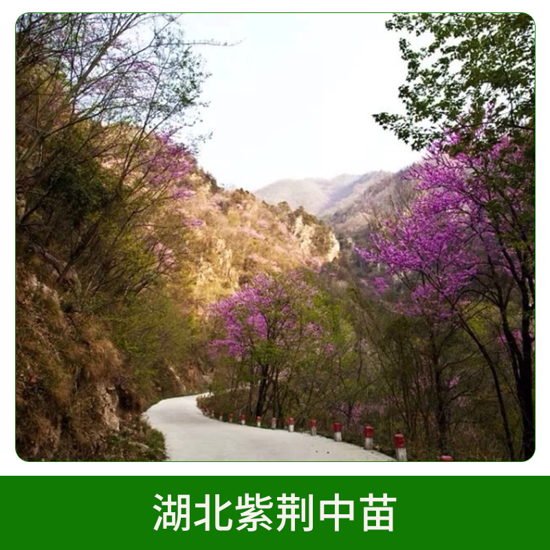 湖北紫荊中苗 紫荊樹(shù)苗 滿(mǎn)條紅大苗 紫荊苗 叢生紫荊 歡迎來(lái)電咨詢(xún)