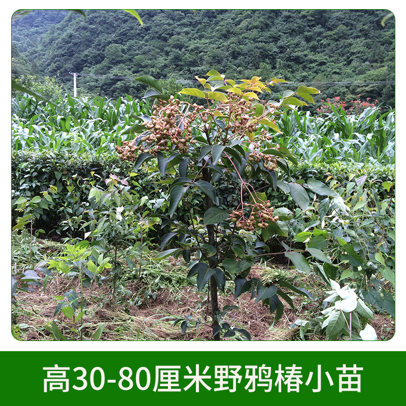 高30-80厘米野鴉椿小苗 *椿 落葉樹木 野鴉椿子 *椿種子 歡迎來電咨詢