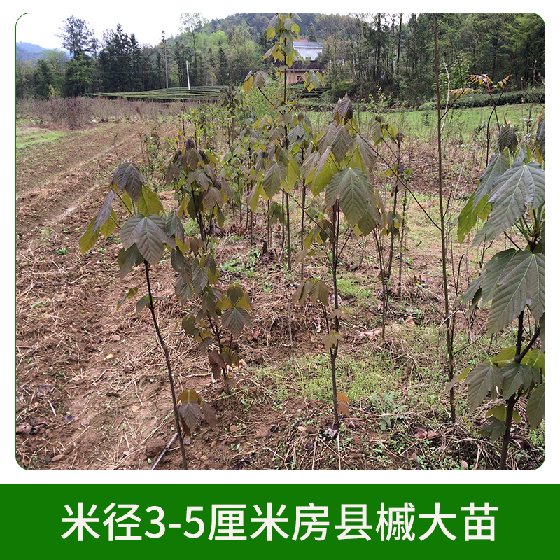 米徑3-5厘米房縣槭大苗 彩葉樹種房縣槭苗苗木苗圃 其他綠化苗木 歡迎來電訂購